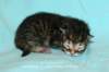 kittenmackerelboyjokaisessaraitoja4_small.jpg