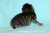 kittenmackerelboyjokaisessaraitoja5_small.jpg