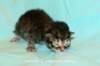 kittenmackerelboyjokaisessaraitoja6_small.jpg