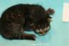 kittenmackerelboyot1_small.jpg