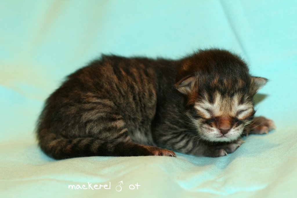 kittenmackerelboyot3.jpg