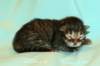 kittenmackerelboyot3_small.jpg
