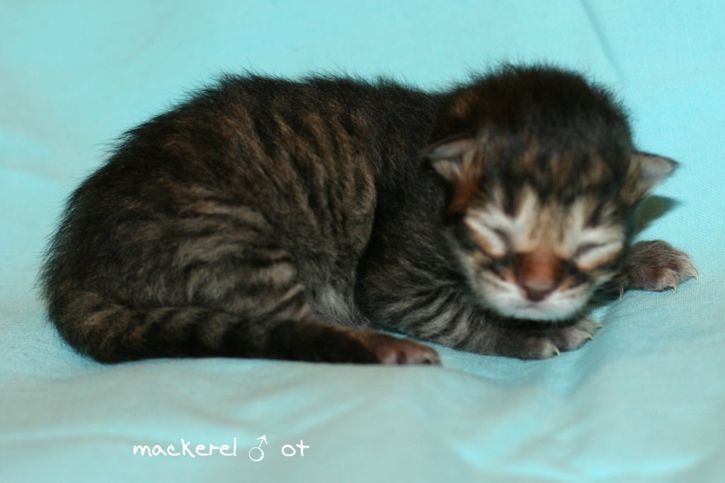 kittenmackerelboyot4.jpg