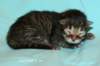 kittenmackerelboyot4_small.jpg