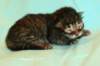 kittenmackerelboyot5_small.jpg