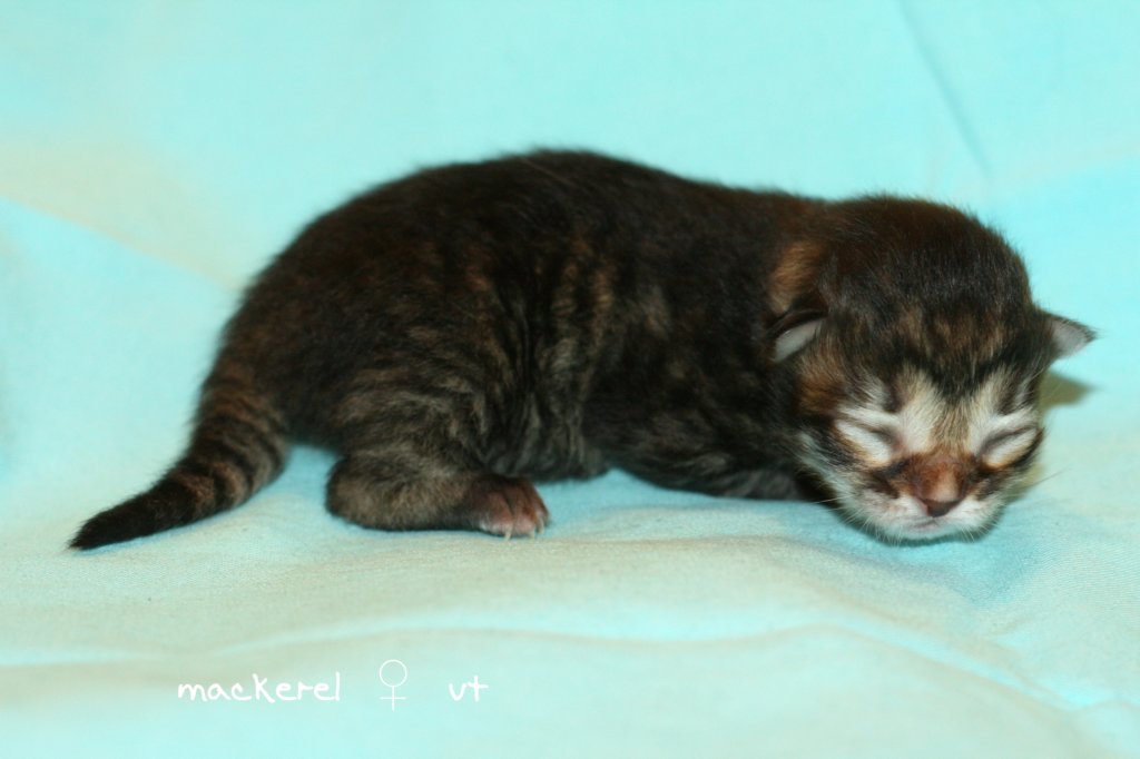 kittenmackerelgirlvt1.jpg