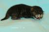 kittenmackerelgirlvt2_small.jpg