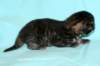 kittenmackerelgirlvt3_small.jpg