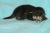 kittenmackerelgirlvt4_small.jpg