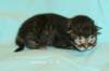 kittenmackerelgirlvt5_small.jpg