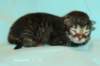 kittenmackerelgirlvt6_small.jpg