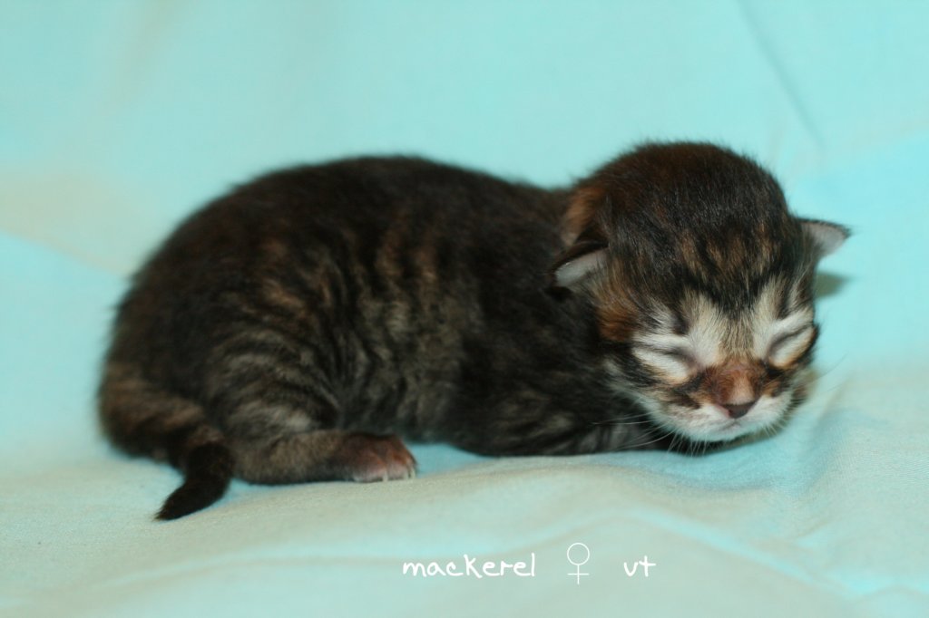 kittenmackerelgirlvt7.jpg