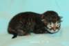 kittenmackerelgirlvt7_small.jpg