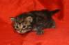 img_4450_small.jpg
