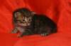 img_4453_small.jpg