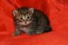 img_4458_small.jpg