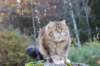 balladinbuffy112_small.jpg
