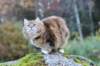 balladinbuffy114_small.jpg