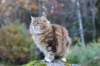 balladinbuffy115_small.jpg