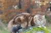 balladinbuffy116_small.jpg