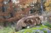 balladinbuffy119_small.jpg