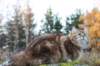 balladinbuffy153_small.jpg