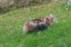 balladinbuffy156_small.jpg