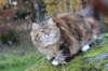 balladinbuffy157_small.jpg