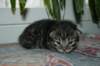 gamaliel11_small.jpg