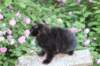 chana13viikkoa216202610_small.jpg