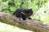 chana95weeks295202614_small.jpg
