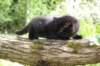 chana95weeks295202618_small.jpg