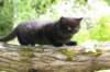 chana95weeks295202619_small.jpg