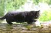 chana95weeks295202620_small.jpg