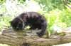 chana95weeks29520264_small.jpg