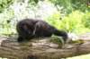 chana95weeks29520266_small.jpg