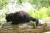 chana95weeks29520267_small.jpg