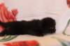 chanafn25weeks104202617_small.jpg