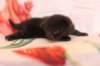 chanafn25weeks104202618_small.jpg