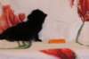 chanafn25weeks10420261_small.jpg