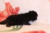 chanafn25weeks10420269_small.jpg