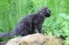chanoch105viikkoa562026102_small.jpg