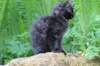 chanoch105viikkoa56202622_small.jpg