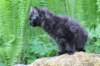 chanoch105viikkoa56202635_small.jpg