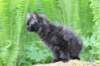 chanoch105viikkoa56202639_small.jpg