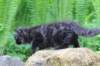 chanoch105viikkoa56202653_small.jpg
