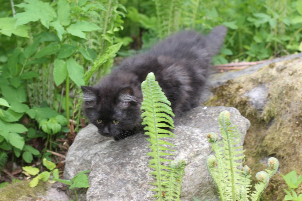 chanoch105viikkoa56202683.jpg