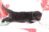 chanochmn25weeks10420266_small.jpg