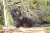 chanochns65weeks85202636_small.jpg