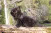chanochns65weeks85202637_small.jpg